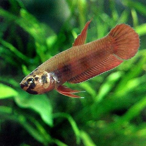 （熱帯魚）ベタ・ルブラ（ワイルド）（１ペア）　北海道・九州航空便要保温