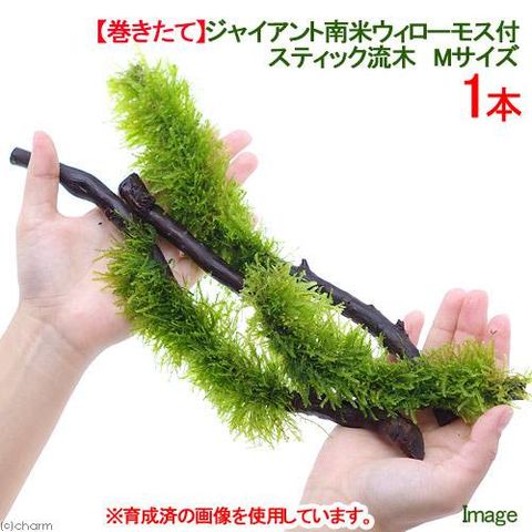 dショッピング |（水草）巻きたて ジャイアント南米ウィローモス スティック流木 Ｍサイズ（約２０ｃｍ）（水中葉）（無農薬）（１本）  北海道航空便要保温 | カテゴリ：水草の販売できる商品 | チャーム (023470150)|ドコモの通販サイト