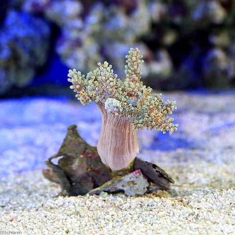 （サンゴ）沖縄産　カワラフサトサカ　ライトグリーン　Ｓサイズ（１個）