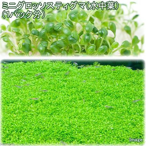 dショッピング |（水草）ミニグロッソスティグマ（水中葉）（無農薬）（３パック分） カテゴリ：水草の販売できる商品 チャーム  (023471436)|ドコモの通販サイト