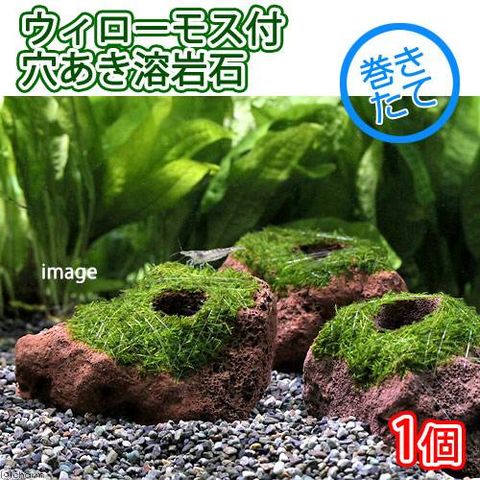 Dショッピング 水草 巻きたて ウィローモス 穴あき溶岩石 水中葉 無農薬 １個 北海道航空便要保温 カテゴリ の販売できる商品 チャーム ドコモの通販サイト