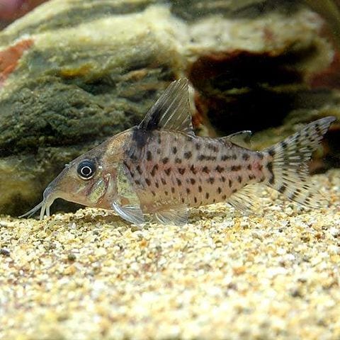 dショッピング |（熱帯魚）コリドラス・アガシジィ（ワイルド）（１匹） 北海道・九州航空便要保温 | カテゴリ：熱帯魚の販売できる商品 | チャーム  (02347836)|ドコモの通販サイト