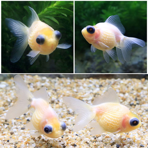 dショッピング |（国産金魚）ミルク出目ピンポンパール（１匹） | カテゴリ：金魚の販売できる商品 | チャーム  (02347523)|ドコモの通販サイト