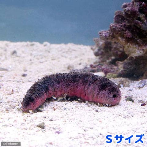 Dショッピング 海水魚 ナマコ アカミシキリ ｓサイズ １匹 北海道航空便要保温 カテゴリ 海水魚の販売できる商品 チャーム ドコモの通販サイト