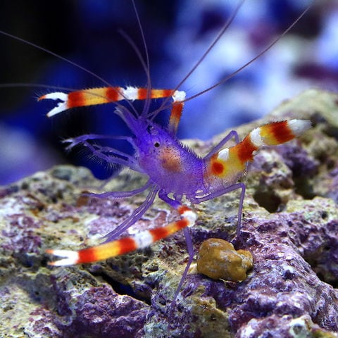 dショッピング |（海水魚）エビ アオムネオトヒメエビ（１匹） 北海道