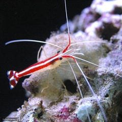 dショッピング |（海水魚）エビ アオムネオトヒメエビ（１匹） 北海道・九州航空便要保温 | カテゴリ：ビーシュリンプ・鑑賞用エビの販売できる商品 |  チャーム (02348305)|ドコモの通販サイト