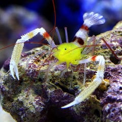 dショッピング |（海水魚）エビ キイロオトヒメエビ（１匹） 北海道・九州航空便要保温 | カテゴリ：ビーシュリンプ・鑑賞用エビの販売できる商品 |  チャーム (02348032)|ドコモの通販サイト