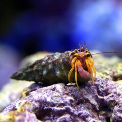 dショッピング |（海水魚）ヤドカリ ヤドカリミックス Mサイズ（3匹