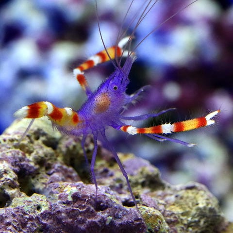 dショッピング |（海水魚）エビ アオムネオトヒメエビ（１匹） 北海道