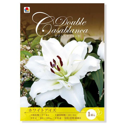 Dショッピング 観葉植物 球根 ユリ ダブルカサブランカ ホワイトアイズ １球詰 １袋 カテゴリ 球根の販売できる商品 チャーム ドコモの通販サイト
