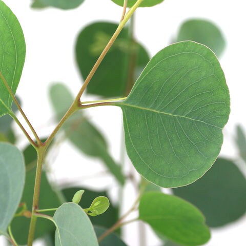 Dショッピング 観葉植物 ユーカリ ポポラス ７号 １鉢 家庭菜園 カテゴリ 植木の販売できる商品 チャーム ドコモの通販サイト