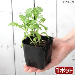 dショッピング |（観葉植物）ペットリーフ ハコベの苗 ３号（無農薬