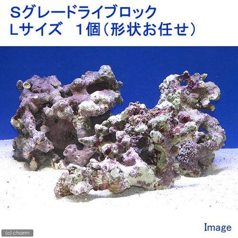 dショッピング |（海水魚）Ｓグレードライブロック Ｌサイズ（１個