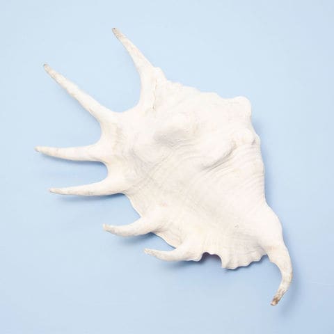 貝殻 dショッピング |貝殻 シェルコレクション クモガイ ツノあり（1個