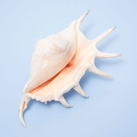 dショッピング |貝殻 シェルコレクション クモガイ ツノあり（1個