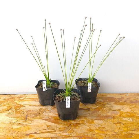 dショッピング |（ビオトープ）水生植物 クロホシクサ 3号（無農薬