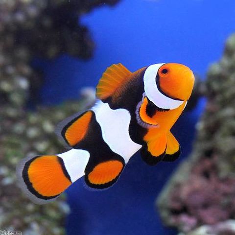 ①海水魚 ハタゴイソギンチャク おまけでペルクラクラウン2匹