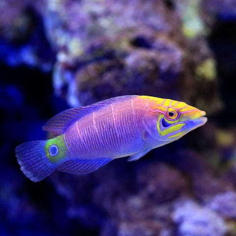 イスカル スモウカム ヘッド ICK IC908 ICK 225 イスカルジャパン イスカル スモウカム ヘッド ICK IC908 ICK 153