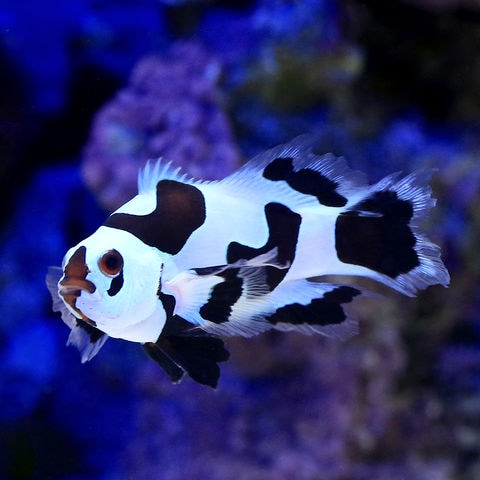 dショッピング |（海水魚）ロングフィンブラックストームオセラリス