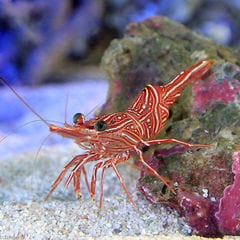 dショッピング |（海水魚）エビ キイロオトヒメエビ（１匹） 北海道・九州航空便要保温 | カテゴリ：ビーシュリンプ・鑑賞用エビの販売できる商品 |  チャーム (02348032)|ドコモの通販サイト