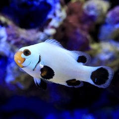 dショッピング |（海水魚）ハマクマノミ（ワイルド）（1匹