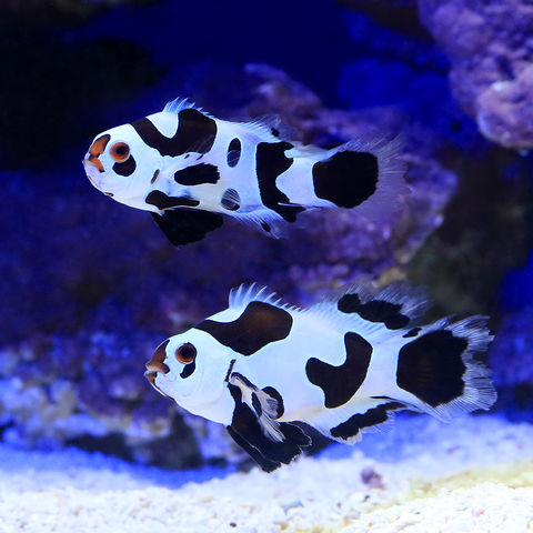 dショッピング |（海水魚）ロングフィンブラックストームオセラリス 