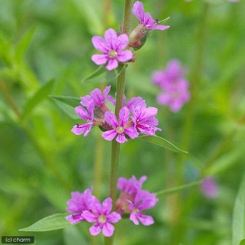 dショッピング |（ビオトープ）水辺植物 エゾミソハギ（１ポット） 湿性植物 カテゴリ：生花の販売できる商品 チャーム  (02355097)|ドコモの通販サイト