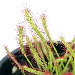 dショッピング |食虫植物 モウセンゴケ ２号（１ポット）（休眠状態） | カテゴリ：観葉植物の販売できる商品 | チャーム  (023431926)|ドコモの通販サイト