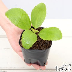 dショッピング |（観葉植物）ペットリーフ ハコベの苗 ３号（無農薬