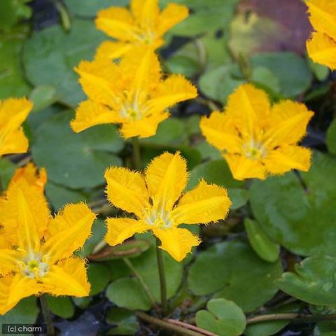 dショッピング |（ビオトープ）水辺植物 アサザ 夕日（１ポット）浮葉植物 カテゴリ：生花の販売できる商品 チャーム  (02355006)|ドコモの通販サイト