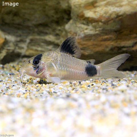 Dショッピング 熱帯魚 コリドラス パンダ ワイルド ３匹 北海道 九州航空便要保温 カテゴリ 熱帯魚の販売できる商品 チャーム ドコモの通販サイト