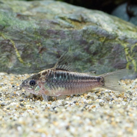 dショッピング |（熱帯魚）コリドラス・エレガンス プルス（ワイルド）（１匹） 北海道・九州航空便要保温 | カテゴリ：熱帯魚の販売できる商品 |  チャーム (023589028)|ドコモの通販サイト