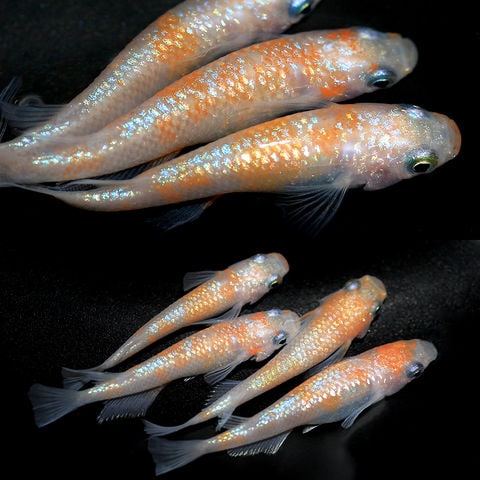 5/28 めだか販売会