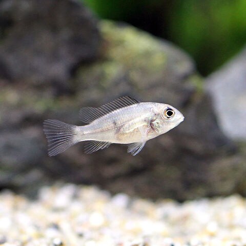 dショッピング |（熱帯魚）ゲオファーガス・スタインダックネリー ベビー（３匹） 北海道航空便要保温 | カテゴリ：熱帯魚の販売できる商品 |  チャーム (023598253)|ドコモの通販サイト