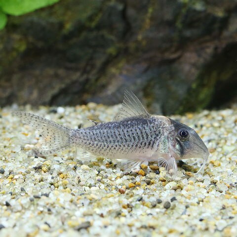 dショッピング |（熱帯魚）コリドラス・ルイーザ（ブリード）（１匹） 北海道航空便要保温 カテゴリ：熱帯魚の販売できる商品 チャーム  (023596932)|ドコモの通販サイト