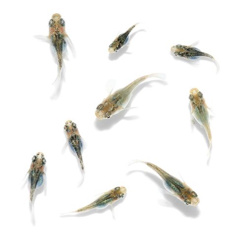 dショッピング |（めだか）無選別 ゴジラダルマメダカ 稚魚（3匹 
