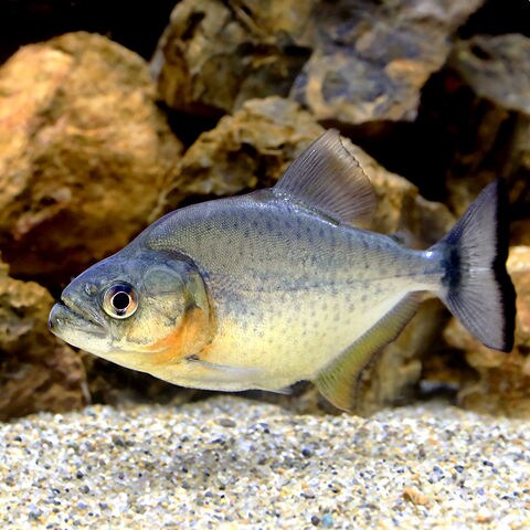 dショッピング |（入荷未定）（熱帯魚）ブラック・ピラニア グァマ 