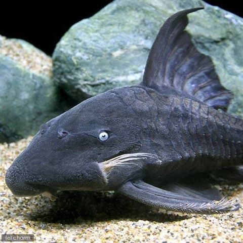 熱帯魚）インペリアルゼブラプレコ Mサイズ（5ー6．5cm