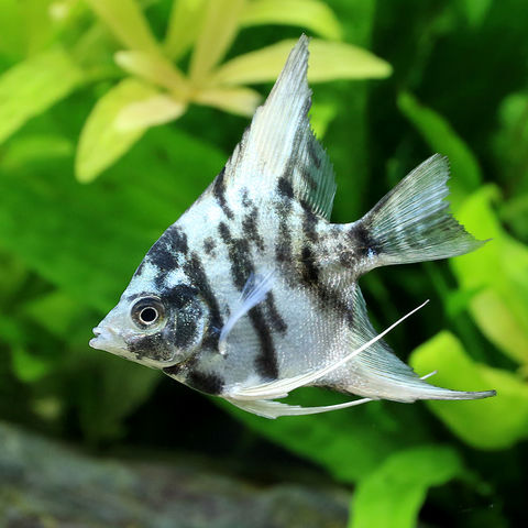 dショッピング |（入荷未定）（熱帯魚）エンゼルフィッシュ ブルー