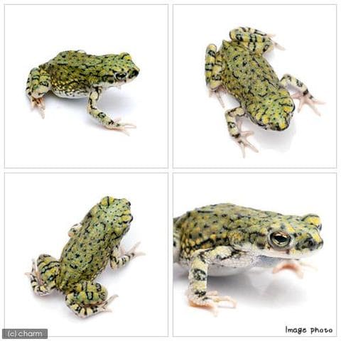 dショッピング |（両生類）テキサスミドリヒキガエル（アメリカミドリ