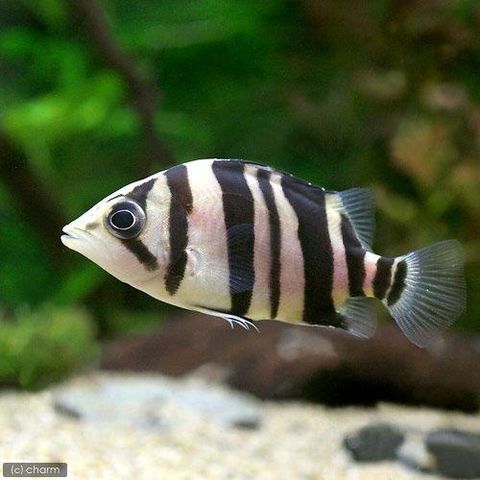 ダトニオプラスワン 熱帯魚 古代魚 大型魚