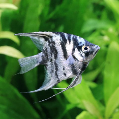 有田様専用TAKEHIKO作 純銀製 在銘 熱帯魚 エンゼルフィッシュ 置物 共 