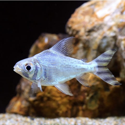 dショッピング |（入荷未定）（熱帯魚）カラープロキロダス ショート 