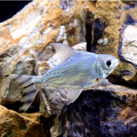 dショッピング |（入荷未定）（熱帯魚）カラープロキロダス ショート