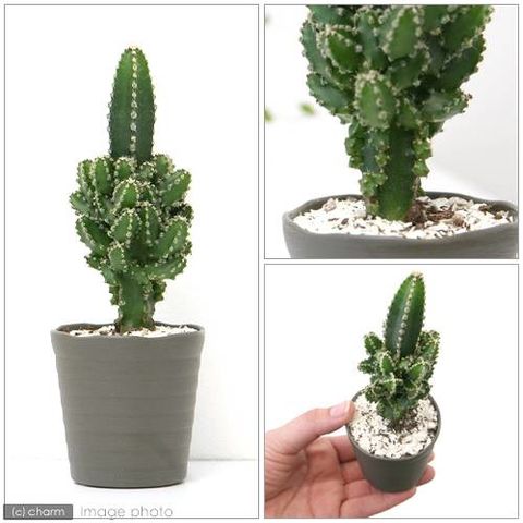 dショッピング (観葉植物)サボテン セレウス ペルヴィアナス 2.5~3号(1鉢) カテゴリ:観葉植物の販売できる商品 チャーム