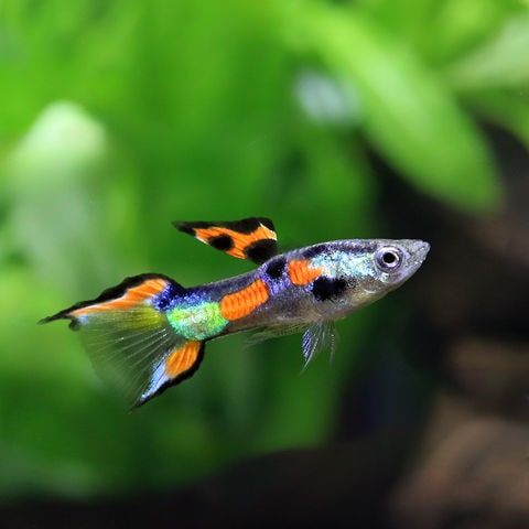 dショッピング |（熱帯魚）国産ミックスエンドラーズグッピー（1ペア