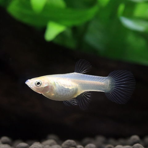 dショッピング |（熱帯魚）国産ミックスエンドラーズグッピー（1ペア