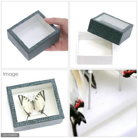 中型標本箱　4箱 Amazon.co.jp: 【UVカット】中型ドイツ型標本箱（黒） : おもちゃ