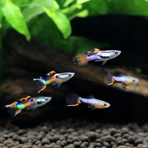 dショッピング |（熱帯魚）国産ミックスエンドラーズグッピー（1ペア