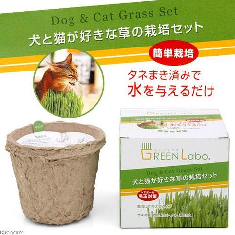 Ｋｏｎｏｋｏ　ペットグラス　犬と猫が好きな草　栽培セット　猫草 関東当日便